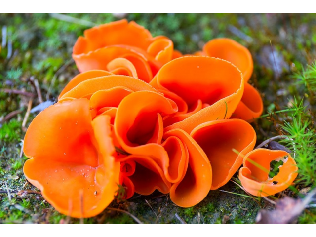 Мицелий Блюдцевика розово-красного / Алеврия оранжевая (Aleuria aurantia)